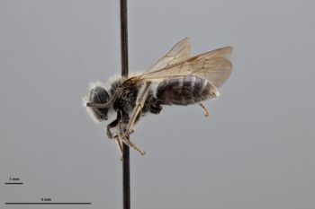 Media type: image;   Entomology 774179 Aspect: habitus lateral view